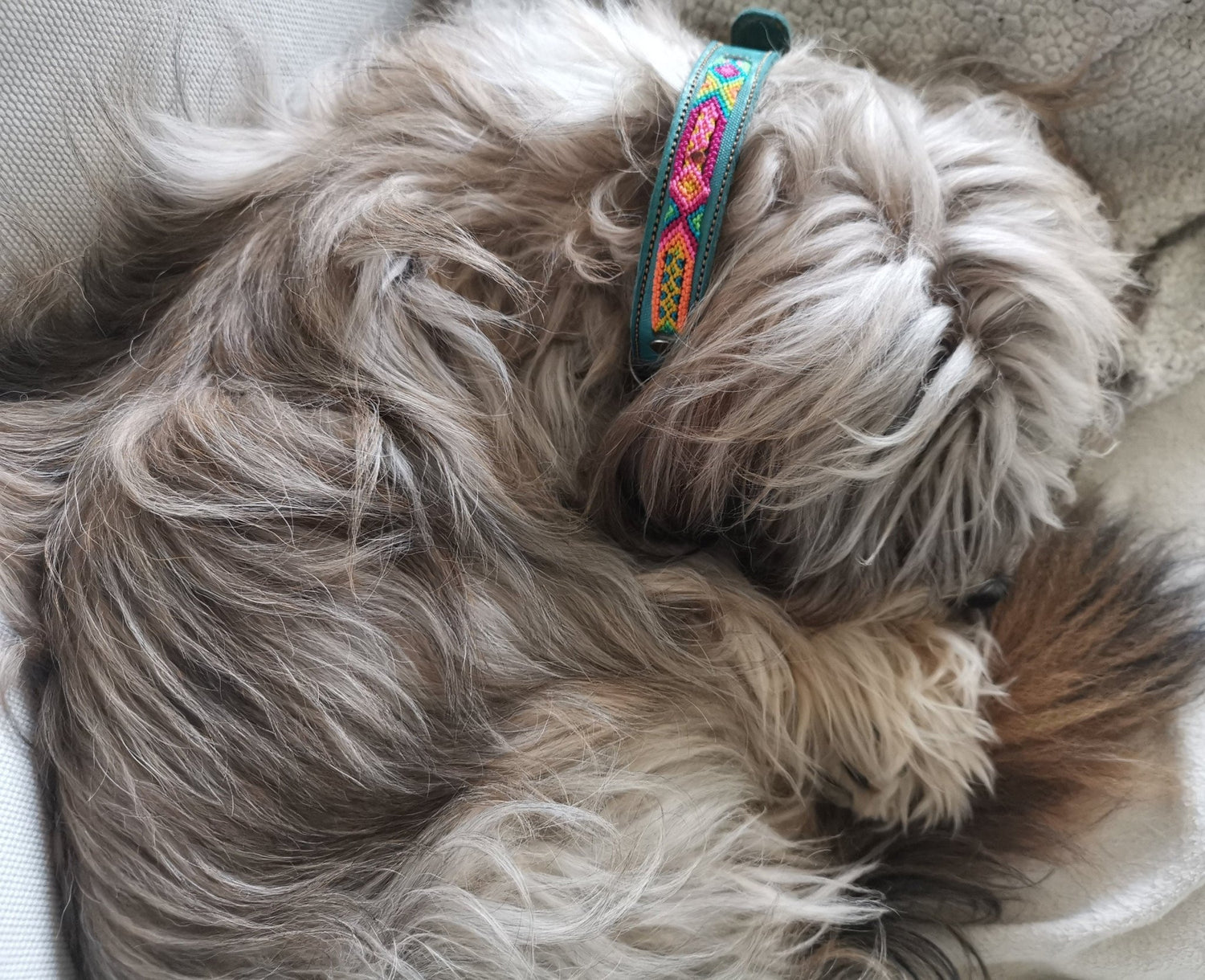 Kleines Hundehalsband aus Leder, Mexikanisches Halsband für kleinen Hund, Bunt geflochten 35 cm lang, Halsband für Minis - CocosyBerlin