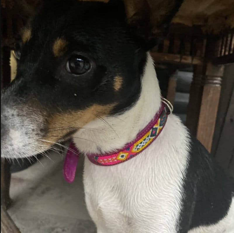 Buntes Medium Lederhalsband, Hundehalsband aus Chiapas Mexiko, Hundehalsband aus Leder 40 cm lang, Halsband Handarbeit Unikat