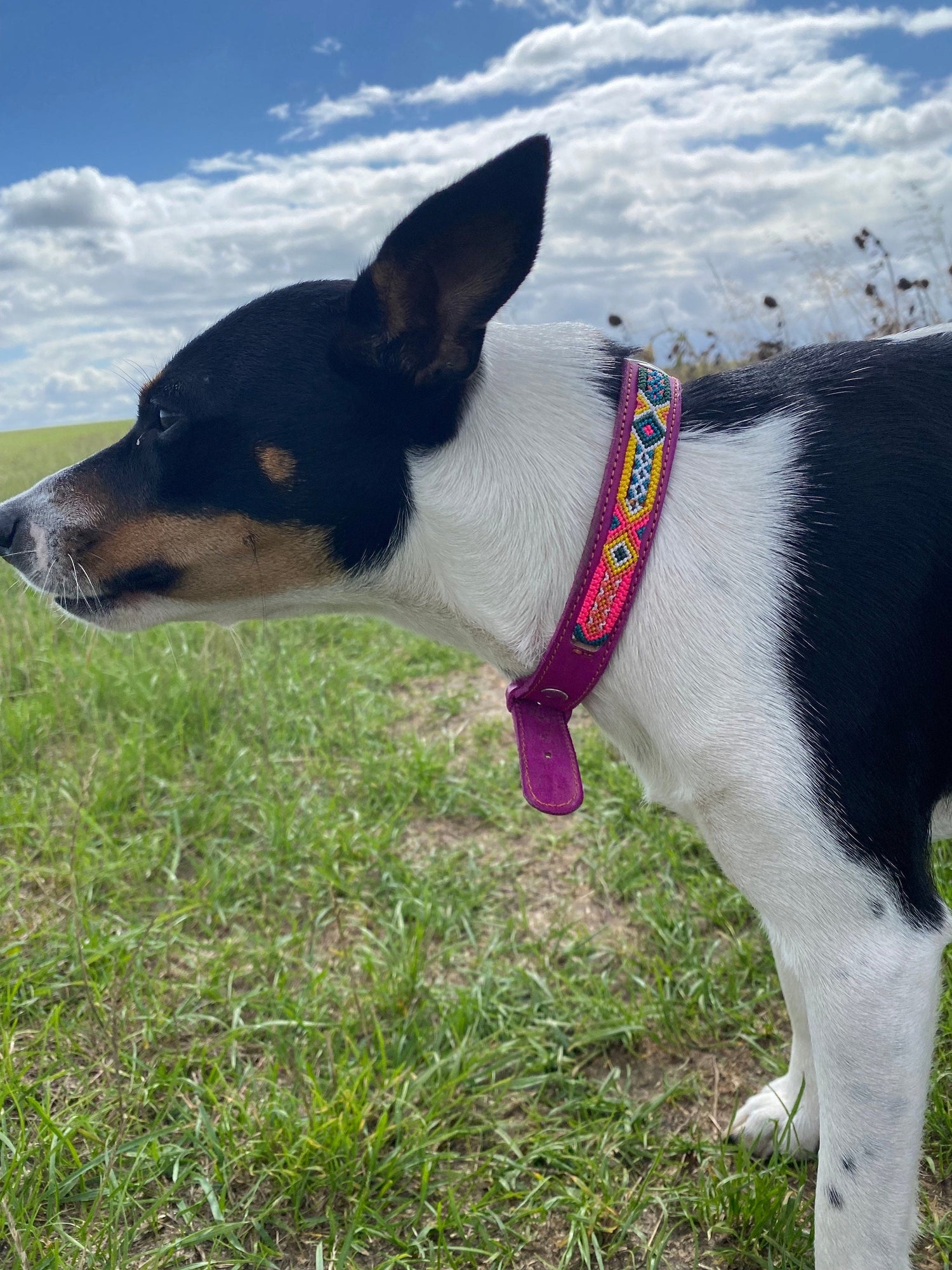 Kleines Hundehalsband aus Leder, Mexikanisches Halsband für kleinen Hund, Bunt geflochten 35 cm lang, Halsband für Minis