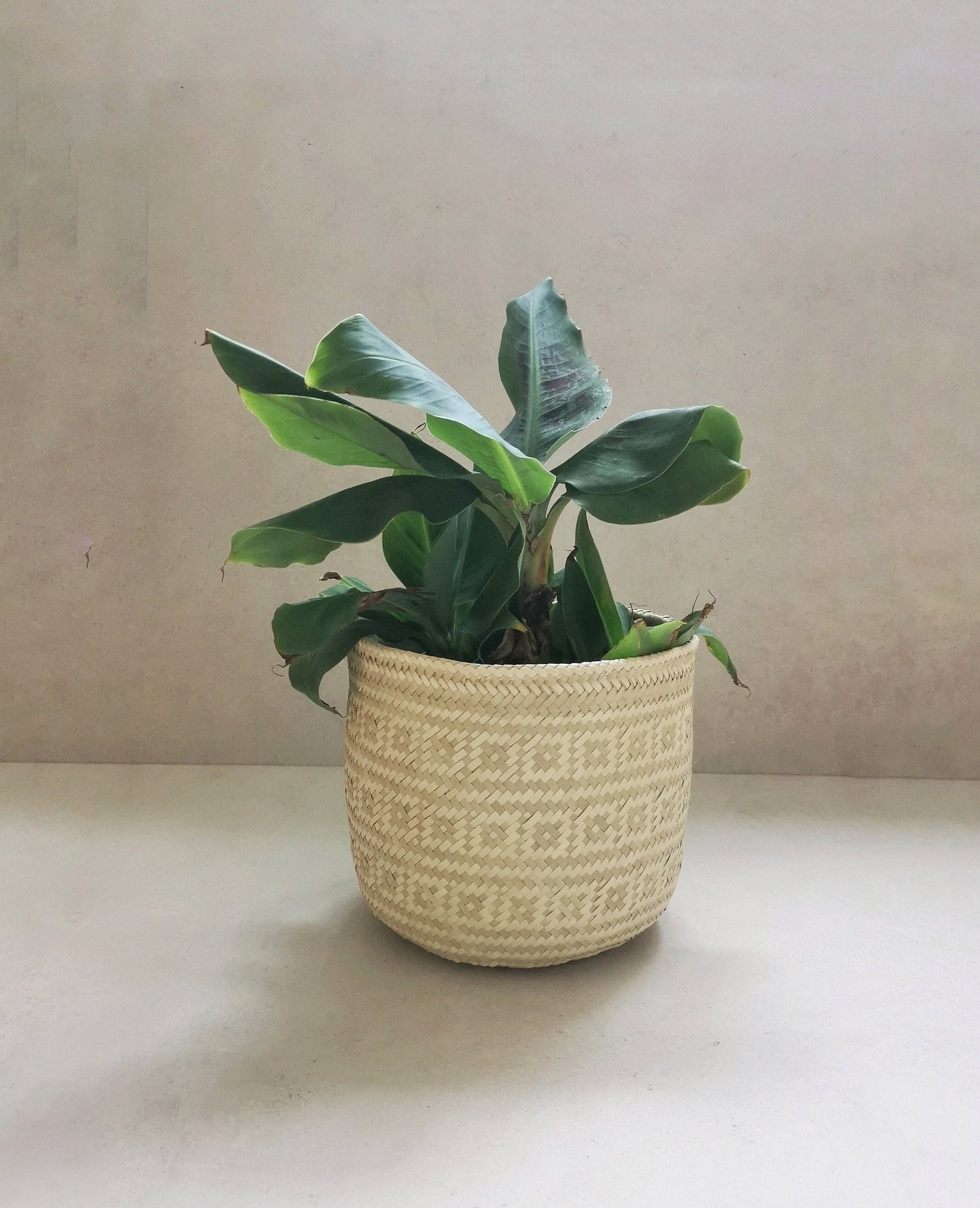 Storage basket from Mexico, plant basket, organization basket, Mexican boho basket, handmade from Mexico